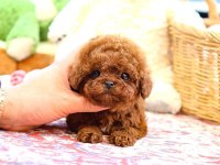 Toy poodle yavrularım