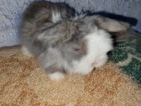 Teddy Lop Tavşanı Yavrular