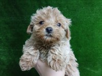 Iırk ve sağlık garantili maltipoo köpeği yavrular