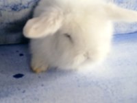 Teddy Lop Tavşanı Bebekler 35 Günlük