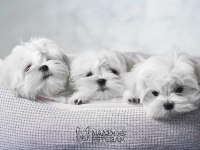 Korean Maltese Terrier