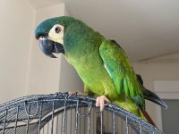 Cüce macaw (elcik) 1 yaşında