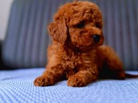 Toy Poodle Cins Yavru Köpeklerim