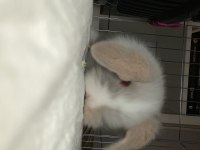 Yavru Hollanda Lop Tavşan Gri Beyaz