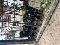 Alman Kurdu Yavru Köpekler