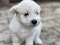 2 Aylık Maltese Terrier Köpeğimiz Erkek