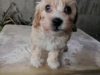 Küçük boy maltipoo