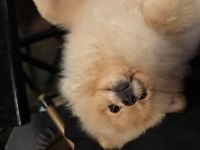 Pomeranian Boo Sevimli Ayı Yüz