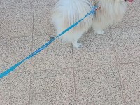 Pomeranian Boo 2 Yaşında Erkek