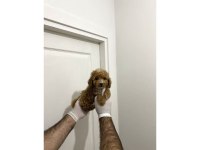 Sevimli Maltipoo Güzel Yüzlü Bebeklerimiz