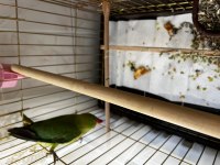 Pakistan Papağanımız