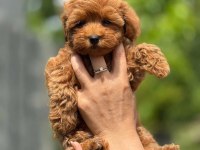 Toy Poodle Yavrular Teacup