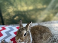 Aguti 4 Aylık Erkek Yavru Tavşan