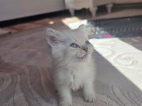 British Semi Longhair