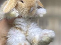 Hollanda Cüce Ve Mini Lop Tavşanlar Her Yere Gönderim