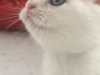 Kar Beyaz Mavi Gözlü British Shorthair Prens