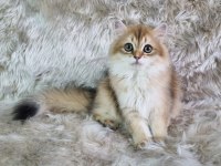 Organik portakal british kedimiz