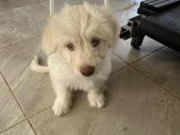 Maltipo Kırması 3 Aylık Erkek Köpek