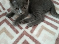 A Kalite British Shorthair