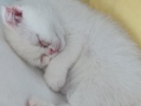 Scottish Fold Bembeyaz Yavru