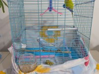 Konuşan Muhabbet Kuşu Çift Mükemmel İkili