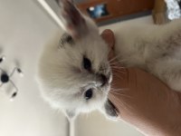 Eklem ağrısız kar beyazları scottish fold