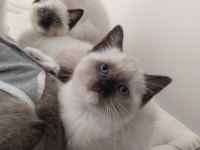 Küçük Minik Ragdoll Kalpler Ailelerini Sabırsızlıkla Bekliyor