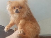 Pomeranian 6 aylık