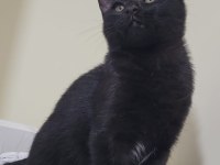 Kömür Gibi Kedimize Acil Yuva