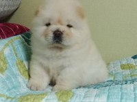 Chow Chow Köpeği Yavruları