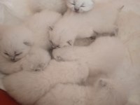 Orjinal Üst Düzey Yavru Kediler