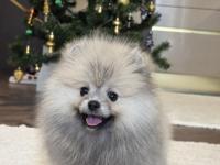 Gülen Yüz Üst Düzey Dişi Pomeranian