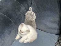 2 Aylık British Shorthair Yavrular