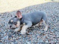 French Bulldog Yavruları