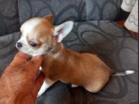 Elma Kafa Küt Burunlu Chihuahua