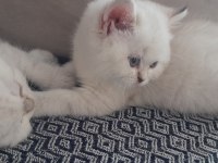 British Shorthair Blue Point