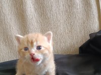 Yuvaya Değil, Bir Kalbe Misafir Olacak Golden Erkek British Yavru Rezervasyona Açıldı