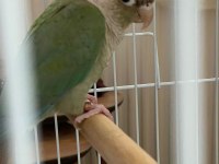 Eğitime Açık Konur Papağanımız