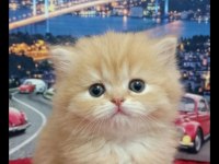 British Shorthair Yavrular