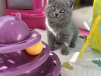 British shorthair dişi yavrum