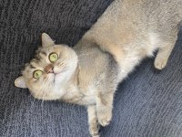 Kedimiz mişa yeni yuvasını arıyor