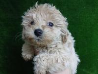 Irk ve sağlık garantili maltipoo bebekler