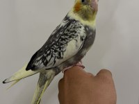 Sultan Papağan Yavrusu Sahiplendirilecek