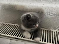 Yavru Kedilerimizi Sahiplendirme