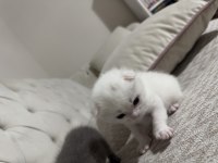 Eğik Kulak Scottish Fold Kediler