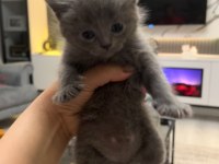 1,5 Aylık British Shorthair