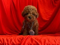 Safkan toy poodle yavrularımız