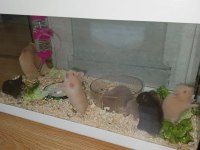 4 haftalık evcil suriye hamsterları yeni yuvalarını bekliyor