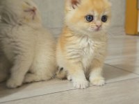 Üst soy show kalite dişi ve erkek her kodda yavru kediler