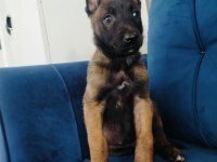 A Kalite Belçika Kurdu Yavruları